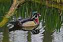 _MG_2674 wood duck drake.jpg