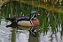 _MG_2681 wood duck drake.jpg