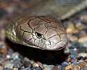 _MG_6375 king cobra.jpg