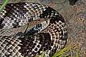 _MG_6379 false water cobra.jpg