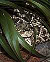 _MG_6403 eastern diamondback rattlesnake.jpg