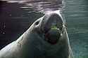 _MG_6673 west indian manatee.jpg