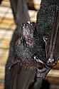 _MG_6753 large flying fox.jpg