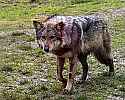 _MG_6811 mexican wolf.jpg