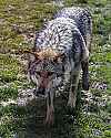 _MG_6819 mexican wolf.jpg