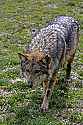 _MG_6824 mexican wolf.jpg