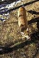 WVMAG042 mountain lion looking in tree stand.jpg