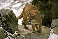 WVMAG043 mountain lion (great).jpg