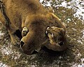 WVMAG053 two cougars.jpg