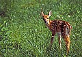 0000000491General White-tail fawn.jpg