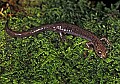 0000000723cheat mountain salamander.jpg