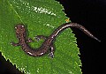 0000000724cheat mountain salamander.jpg