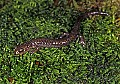 0000000726 cheat mountain salamander.jpg