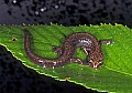 0000000727 cheat mountain salamander.jpg