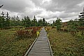 _MG_0118 cranberry glades early fall.jpg