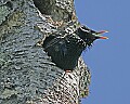 _MG_1456 starling in nesting hole.jpg