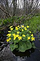 _MG_2059 marsh marigold and sky.jpg