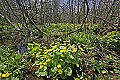 _MG_2111 horizontal marsh marigold.jpg