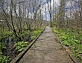 _MG_2119 early spring marsh marigolds.jpg