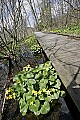 _MG_2128 early spring marsh marigolds along boardwalk.jpg