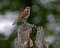 _MG_2159 savannah sparrow.jpg