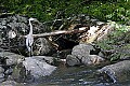 _MG_2340 great blue heron.jpg