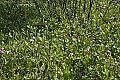 _MG_2649 dragon-mouth orchids carpet the glade in spring.jpg