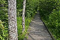 _MG_2678 dragonfly on boardwalk-PIP 2.jpg