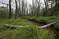 _MG_4653 yew creek--early spring.jpg