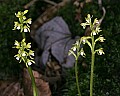 _MG_4673 early coralroot.jpg