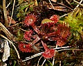 _MG_4706 sundew.jpg