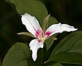 _MG_4767 painted trillium.jpg