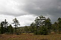 _MG_4878 cranberry glades between storms.jpg