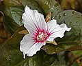 _MG_4894 painted trillium.jpg