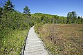 _MG_5217 shrubs encroach on bog.jpg