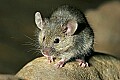 _MG_5535 mouse.jpg