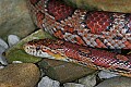 _MG_5546 corn snake.jpg