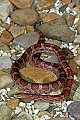 _MG_5548 corn snake.jpg