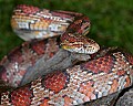 _MG_5552 corn snake 1.jpg