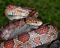 _MG_5552 corn snake.jpg