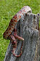 _MG_5560 corn snake.jpg