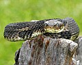 _MG_5592 rattlesnake.jpg