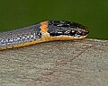 _MG_6301 ring snake.jpg