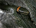 _MG_6351 ring snake.jpg