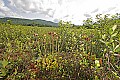 _MG_6544 pitcher plants in bog.jpg