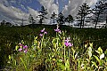 _MG_6567 grass pinks.jpg