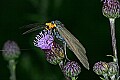 _MG_6649 yellow-collared Scape moth.jpg