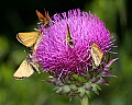 _MG_6659 skipper on thistle.jpg