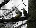 _MG_6715 fledgling cedar waxwing begs for food.jpg