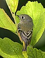 _MG_6924 ruby-crowned kinglet.jpg